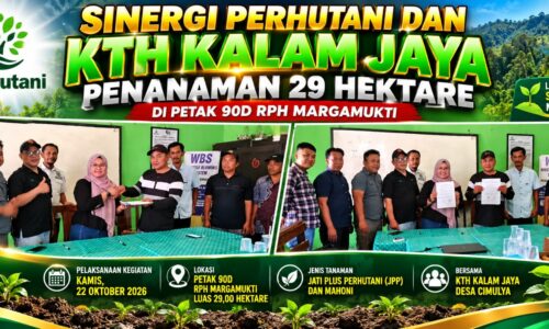 SINERGI PERHUTANI DAN KTH KALAM JAYA, PENANAMAN 29 HEKTARE DI PETAK 90D RPH MARGAMUKTI 6