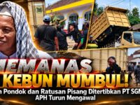 Memanas di Kebun Mumbul! Enam Pondok dan Ratusan Pisang Ditertibkan PT SGN, APH Turun Mengawal 23