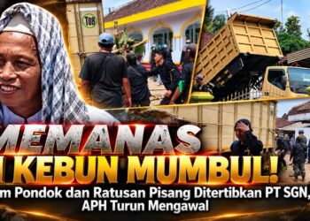 Memanas di Kebun Mumbul! Enam Pondok dan Ratusan Pisang Ditertibkan PT SGN, APH Turun Mengawal 16