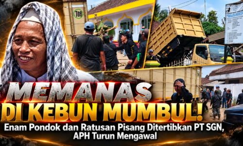 Memanas di Kebun Mumbul! Enam Pondok dan Ratusan Pisang Ditertibkan PT SGN, APH Turun Mengawal 9