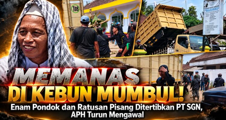 Memanas di Kebun Mumbul! Enam Pondok dan Ratusan Pisang Ditertibkan PT SGN, APH Turun Mengawal 2